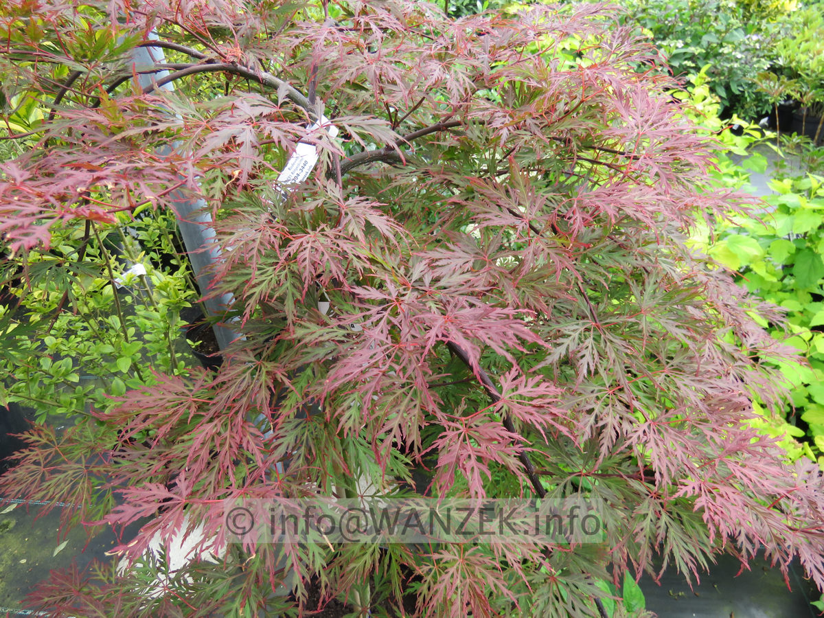 Acer palmatum Dissectum Orangeola 01.JPG
